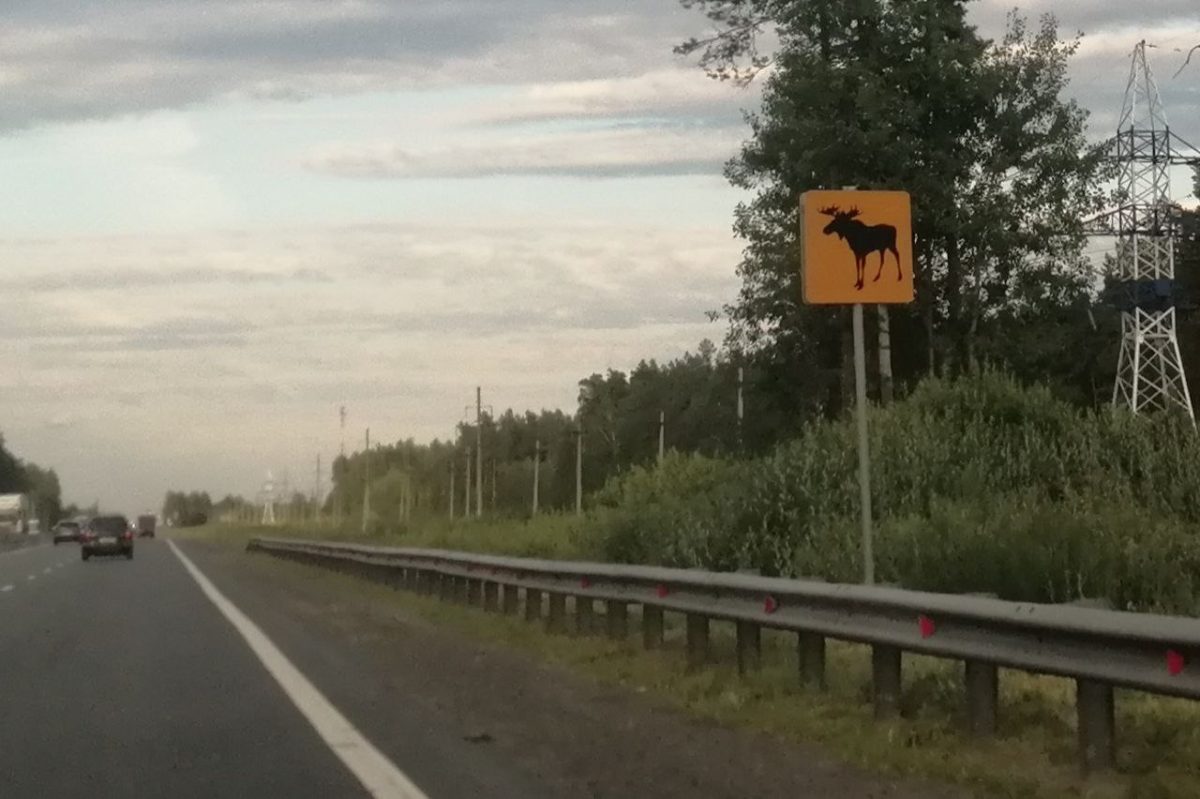 Автоэксперт Ашурков ответил, как действовать водителю после ДТП с диким животным